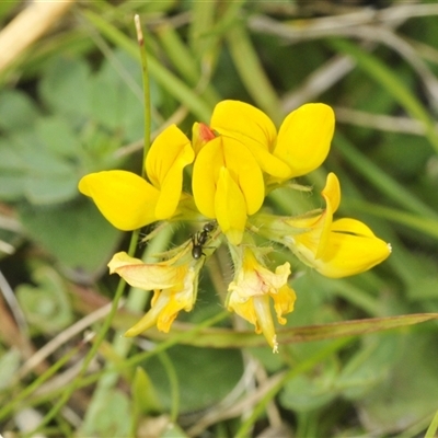 Unidentified Pea at Yaouk, NSW - 22 Jan 2025 by Harrisi