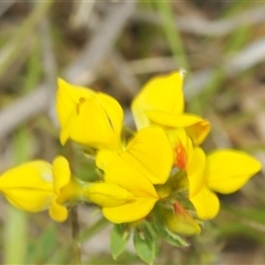 Lotus uliginosus at Yaouk, NSW - suppressed