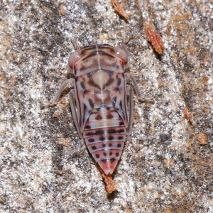 Ledromorpha planirostris at Acton, ACT by TimL