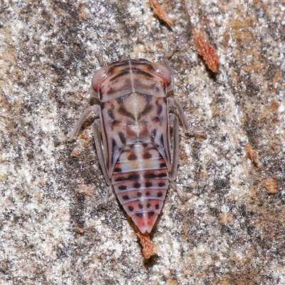 Cicadellidae (family) (Unidentified leafhopper) at Acton, ACT - 19 Jan 2025 by TimL
