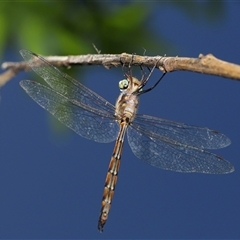 Unidentified Dragonfly (Anisoptera) at Acton, ACT - 19 Jan 2025 by TimL