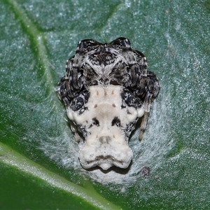 Arkys sp. (genus) at Acton, ACT by TimL