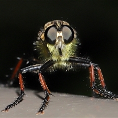 Zosteria rosevillensis (A robber fly) at Acton, ACT - 26 Jan 2025 by TimL