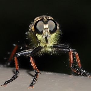 Zosteria rosevillensis (A robber fly) at Acton, ACT by TimL