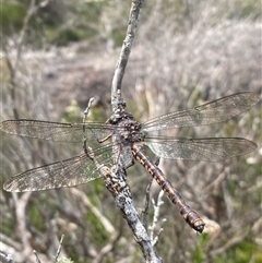 Unidentified Dragonfly (Anisoptera) at Wog Wog, NSW - 25 Jan 2025 by Mulch