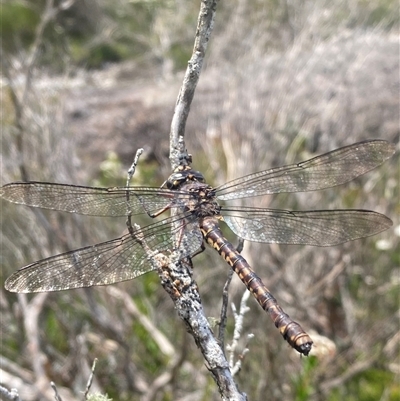 Austroaeschna subapicalis (Conehead Darner) at Wog Wog, NSW - 25 Jan 2025 by Mulch