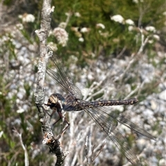 Austroaeschna subapicalis at Wog Wog, NSW - 25 Jan 2025 12:29 PM