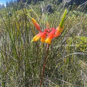 Blandfordia nobilis (Christmas Bells) at Corang, NSW by Mulch