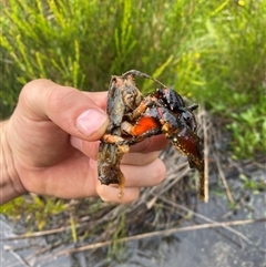 Cherax destructor at Corang, NSW - 25 Jan 2025 by Mulch