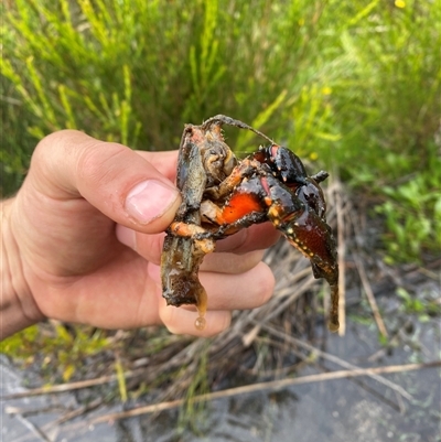 Cherax destructor at Corang, NSW - 25 Jan 2025 by Mulch