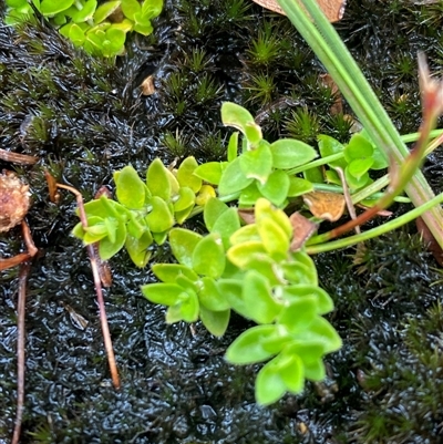 Leptostigma reptans at Corang, NSW - 25 Jan 2025 by Mulch