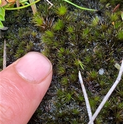 Polytrichaceae sp. (family) (A moss) at Corang, NSW - 25 Jan 2025 by Mulch