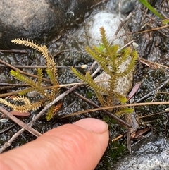 Selaginella uliginosa (Swamp Selaginella) at Corang, NSW - 25 Jan 2025 by Mulch