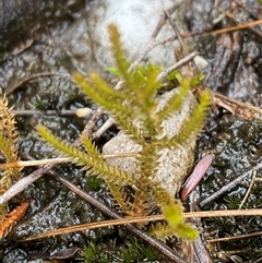 Selaginella uliginosa at Corang, NSW - 25 Jan 2025 05:27 PM