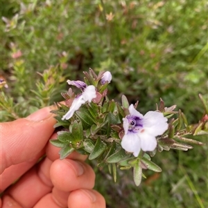 Prostanthera saxicola var. montana at Corang, NSW by Mulch