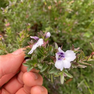 Unidentified Plant at Corang, NSW - 25 Jan 2025 by Mulch