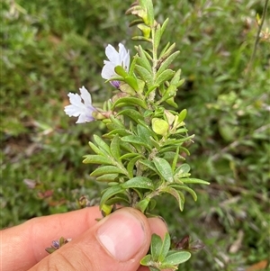 Prostanthera saxicola var. montana at Corang, NSW - 25 Jan 2025 05:31 PM