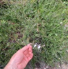 Prostanthera saxicola var. montana at Corang, NSW - 25 Jan 2025 05:31 PM