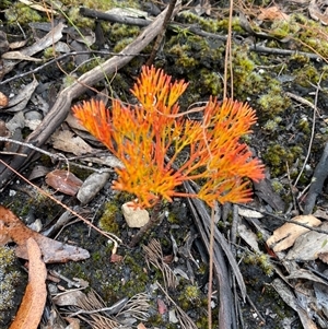 Petrophile pedunculata (Conesticks) at Wog Wog, NSW by Mulch