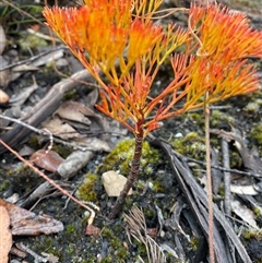 Petrophile pedunculata at Wog Wog, NSW - suppressed