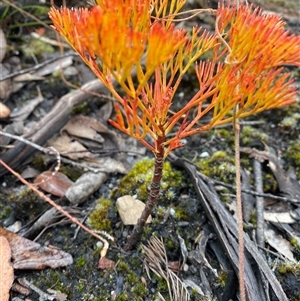 Petrophile pedunculata at Wog Wog, NSW - suppressed