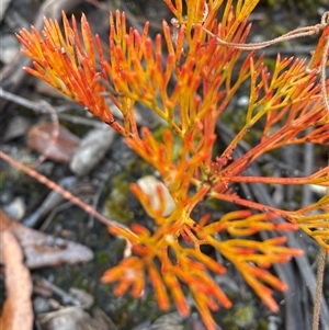 Petrophile pedunculata at Wog Wog, NSW - suppressed