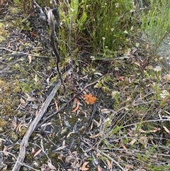 Petrophile pedunculata at Wog Wog, NSW - suppressed