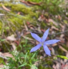 Isotoma axillaris (Australian Harebell, Showy Isotome) at Wog Wog, NSW - 26 Jan 2025 by Mulch