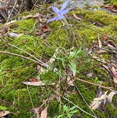 Isotoma axillaris at Wog Wog, NSW - 26 Jan 2025 11:48 AM