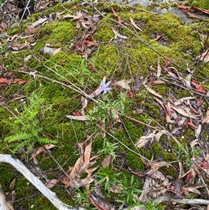 Isotoma axillaris at Wog Wog, NSW - 26 Jan 2025 11:48 AM