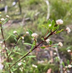 Pimelea linifolia (Slender Rice Flower) at Wog Wog, NSW - 26 Jan 2025 by Mulch