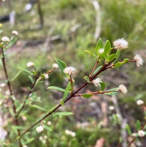 Pimelea linifolia (Slender Rice Flower) at Wog Wog, NSW by Mulch