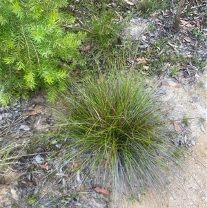 Amperea xiphoclada (Broom Spurge) at Wog Wog, NSW by Mulch