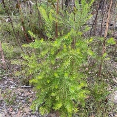 Persoonia mollis subsp. budawangensis at Wog Wog, NSW - 26 Jan 2025 by Mulch