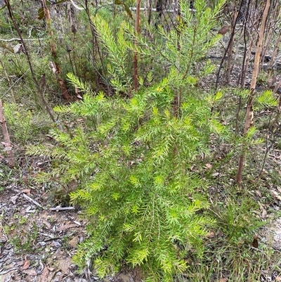 Unidentified Plant at Wog Wog, NSW - 26 Jan 2025 by Mulch