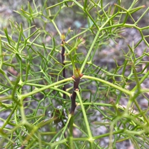 Petrophile sessilis at Wog Wog, NSW - suppressed