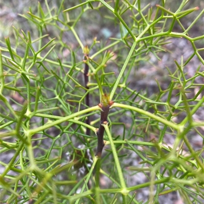 Petrophile sessilis (Conesticks) at Wog Wog, NSW - 26 Jan 2025 by Mulch