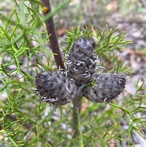 Petrophile sessilis at Wog Wog, NSW - suppressed