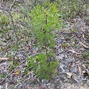 Petrophile sessilis at Wog Wog, NSW - suppressed