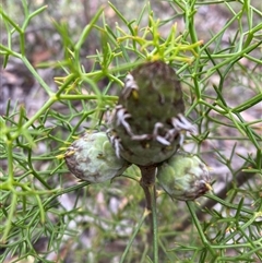 Petrophile sessilis at Wog Wog, NSW - suppressed