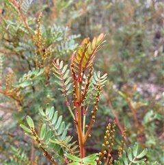 Acacia terminalis (Sunshine Wattle) at Wog Wog, NSW - 25 Jan 2025 by Mulch