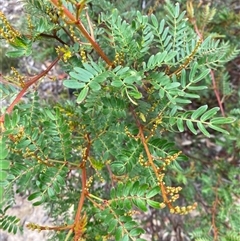 Acacia terminalis at Wog Wog, NSW - 25 Jan 2025 08:12 AM