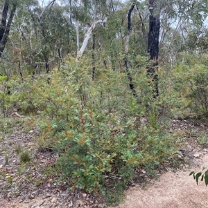 Acacia terminalis at Wog Wog, NSW - 25 Jan 2025 08:12 AM