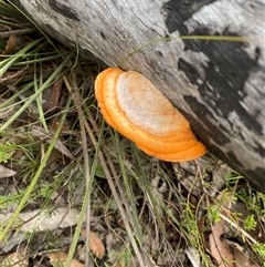 Trametes coccinea (Scarlet Bracket) at Wog Wog, NSW - 25 Jan 2025 by Mulch