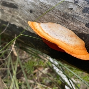 Trametes coccinea at Wog Wog, NSW - 25 Jan 2025 08:11 AM