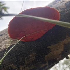 Trametes coccinea at Wog Wog, NSW - 25 Jan 2025 08:11 AM