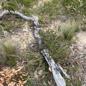 Trametes coccinea at Wog Wog, NSW - 25 Jan 2025 08:11 AM