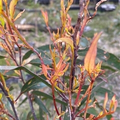 Unidentified Plant at Wog Wog, NSW - 24 Jan 2025 by Mulch