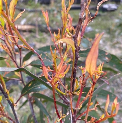 Eucalyptus (genus) (A Gum Tree) at Wog Wog, NSW - 25 Jan 2025 by Mulch