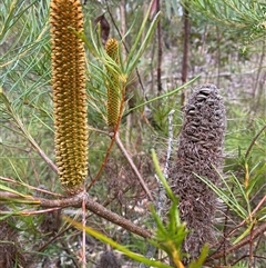 Banksia spinulosa (Hairpin Banksia) at Wog Wog, NSW - 25 Jan 2025 by Mulch